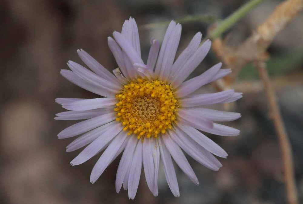 Mojave Aster, Death Valley