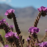 Phacelia in Death Valley