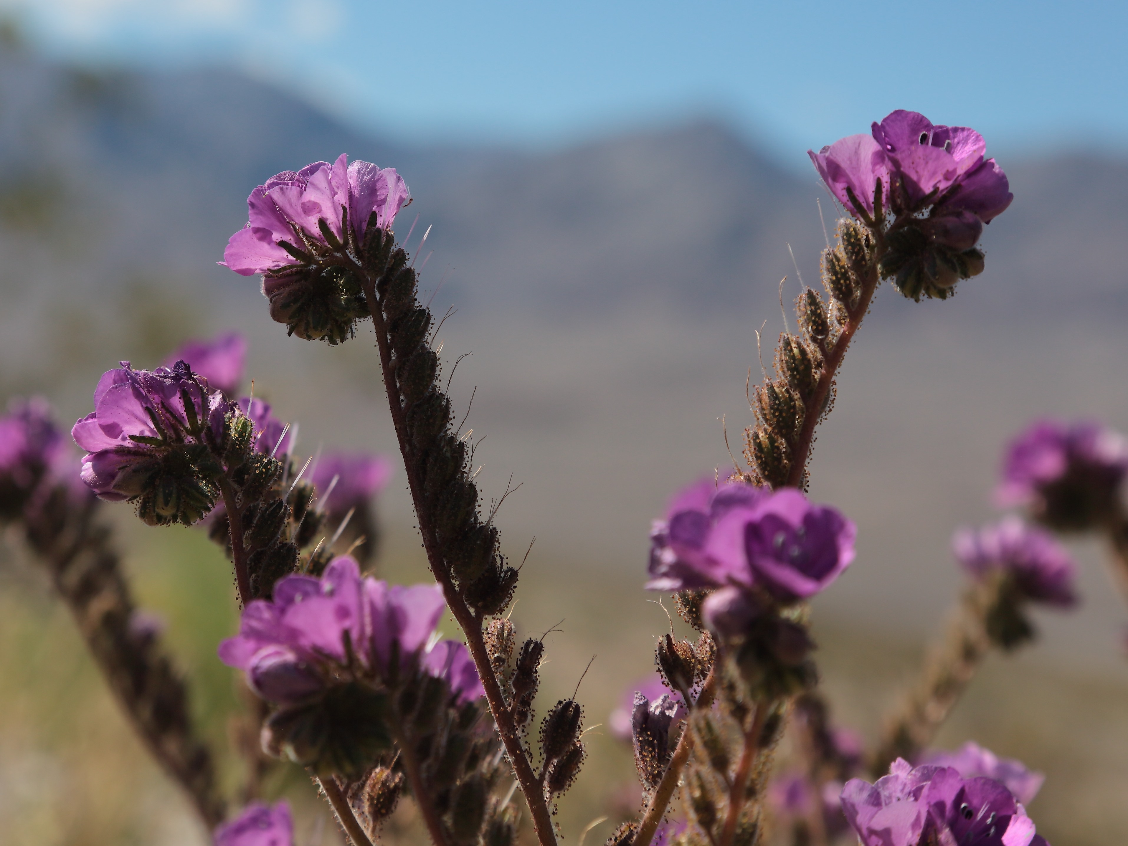 where-to-find-the-best-death-valley-wildflowers-i-love-the-eastern-sierra