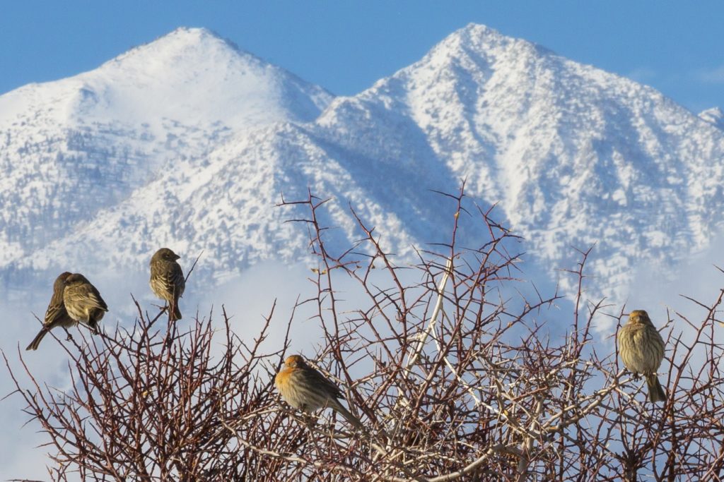 Eastern Sierra 2022 Wall Calendar The Perfect Gift For People Who 
